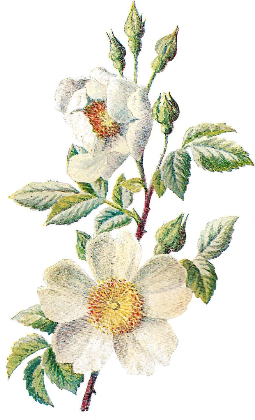 Hydrangeas Rosebushes Trees Flower Nature PNG