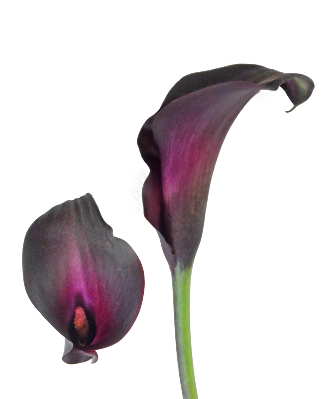 Carnations Efflorescence Dahlias Poppies Amaryllis PNG