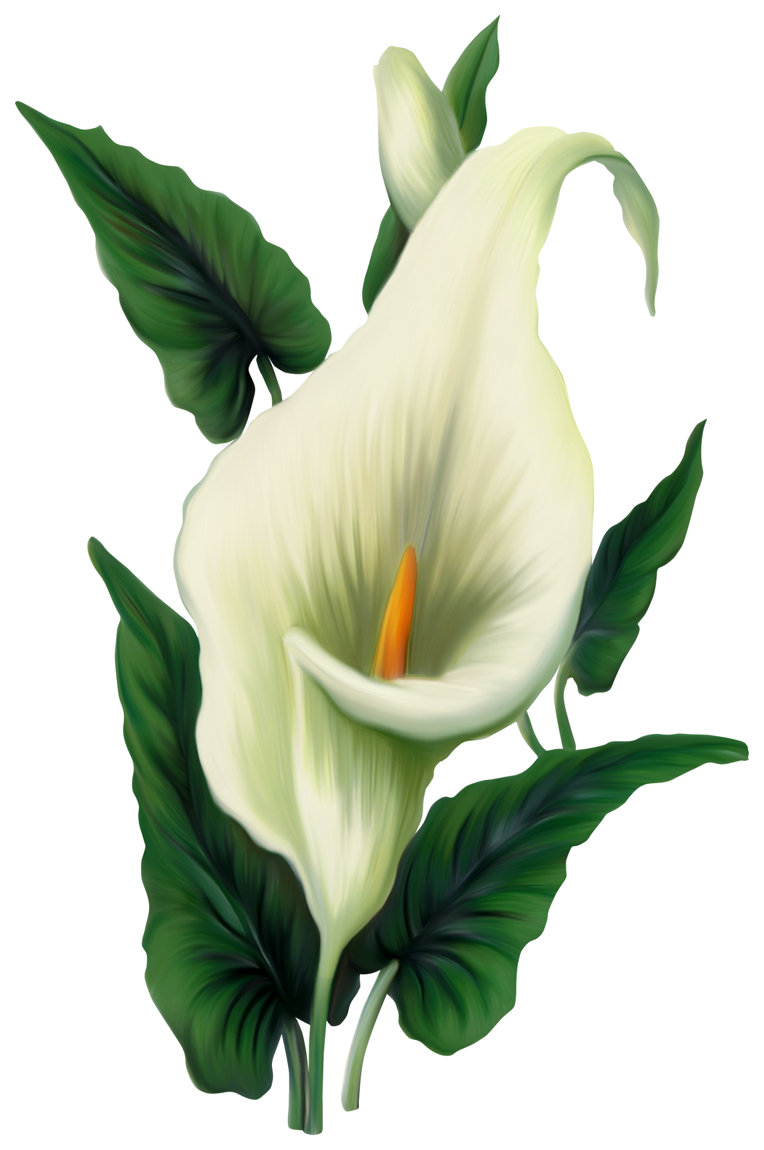 Gladiolas Prime Dahlias Begonias Lily PNG