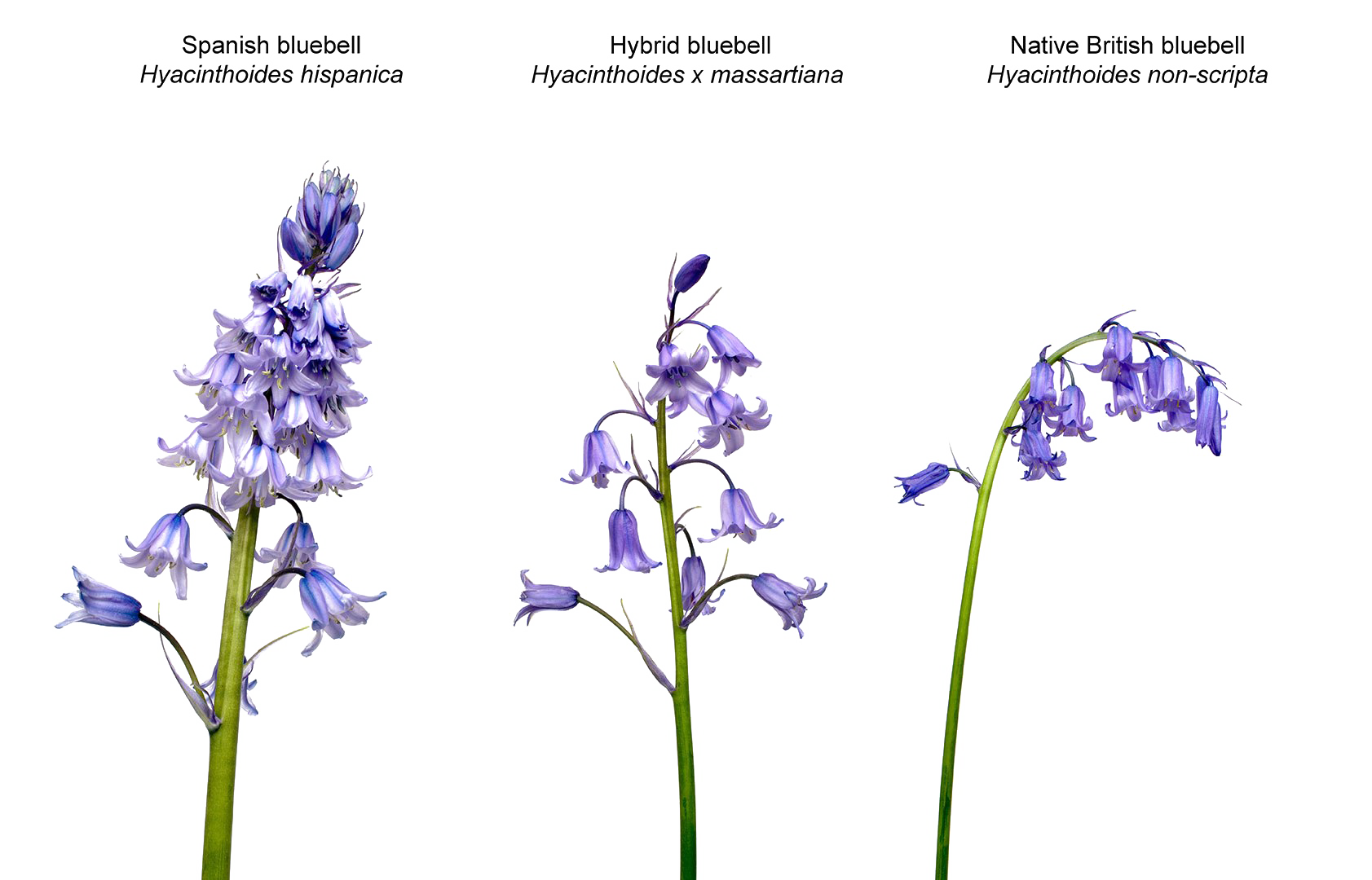 Flower Orchids Wildflowers Bloom Nature PNG