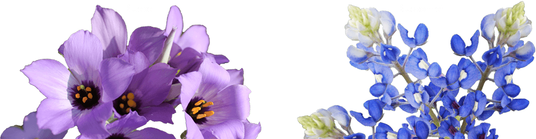 Nature Petunias Bloom Efflorescence Bluebells PNG