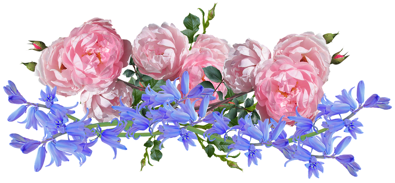 Bluebells Nature Petunias Blossom Amaryllis PNG