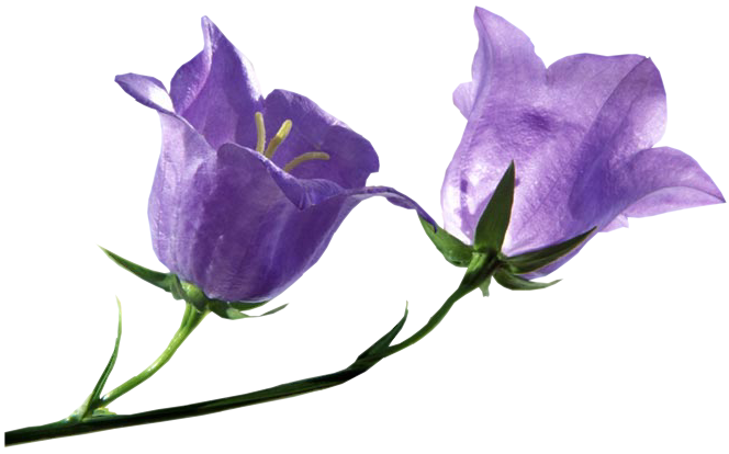 Wreathes Primroses Zinnias Petunias Gladiolas PNG