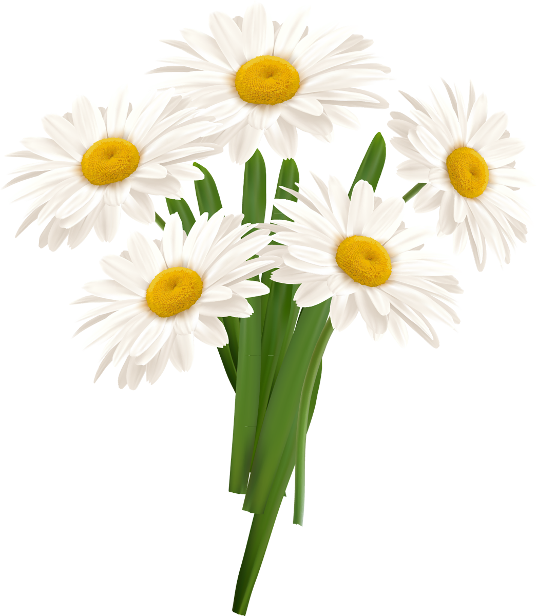 Flowers Daisies Efflorescence White Prime PNG