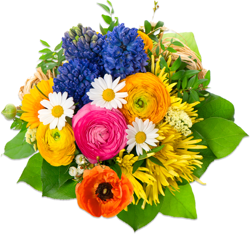 Flowers Life Daisies Pretty Friends PNG