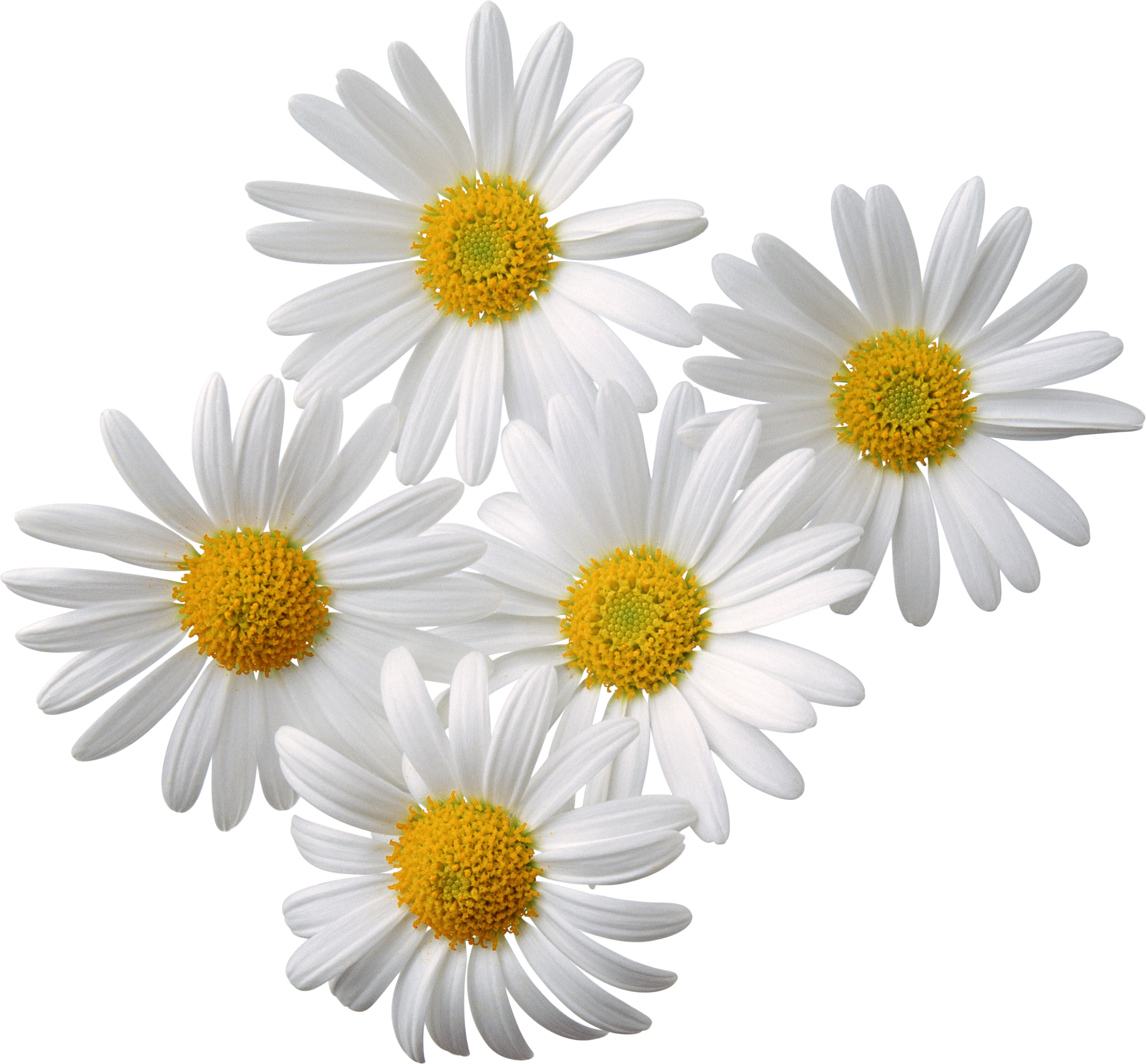 Petals Life Daisies Flowers Makeup PNG