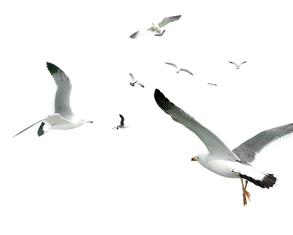 Line Gulls Lee Android Flying PNG