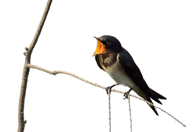 Swallow Restaurant Eater American Twitter PNG