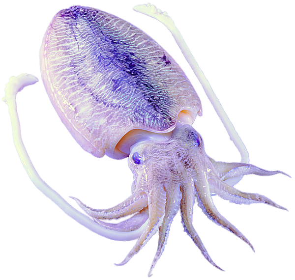 Squid Snack Products Mantle Purple PNG