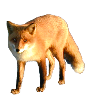 Fauna Dolphin Fox Ecology Trickster PNG