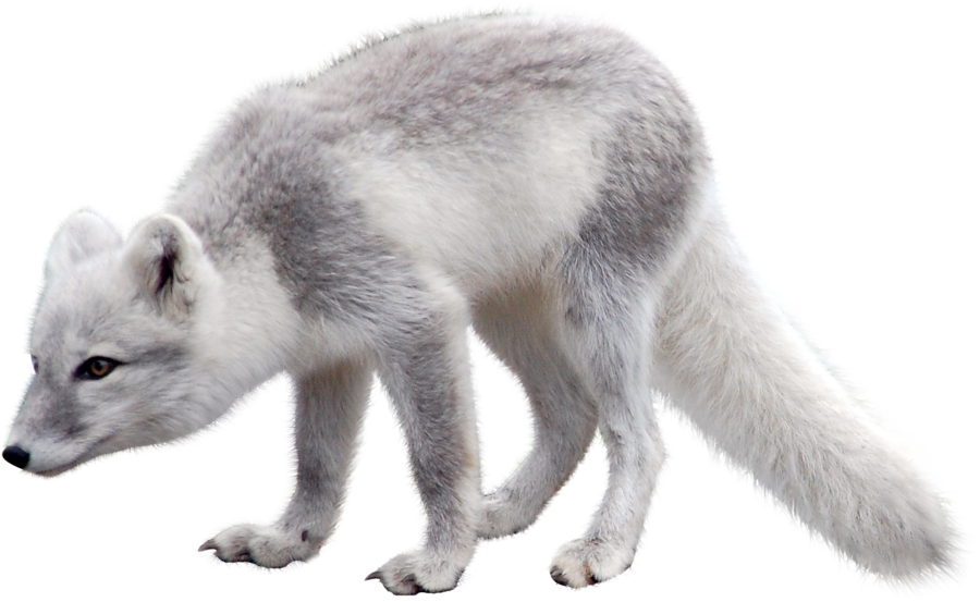 Wolf Arctic Polecat Piping Fox PNG