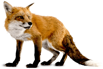 Animal Fob Furry Fox Discombobulate PNG