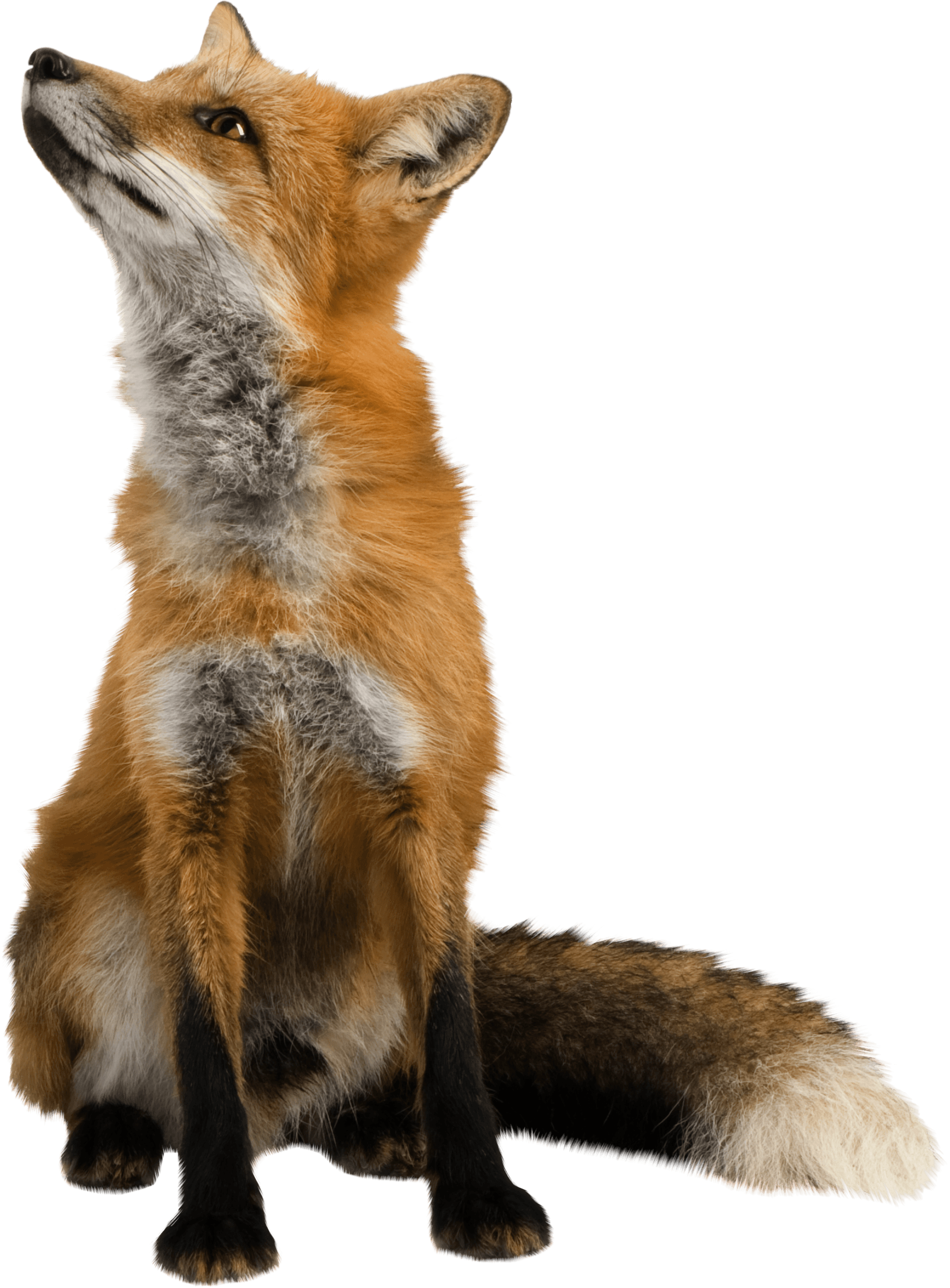 Awesome Shrew Squirrel Fox Fuddle PNG