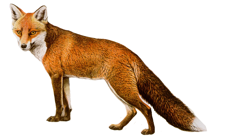 Swift Furry Fox Animals Canon PNG