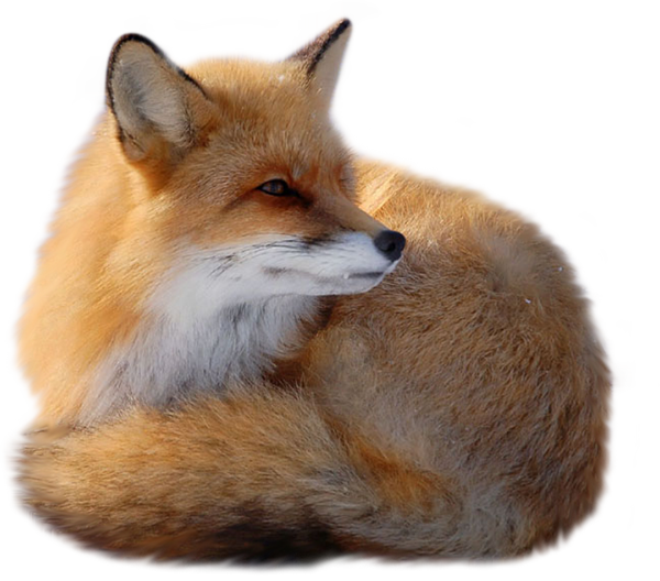 Fauna Sleeping Fox Fuddle Operator PNG