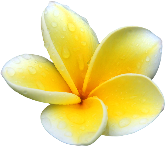 Flower Frangipani Nature Nasturtium Umbels PNG