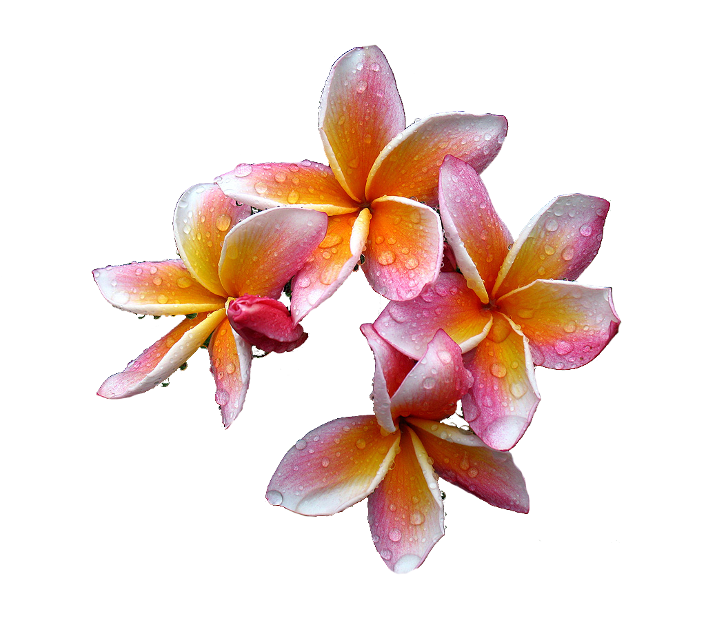 Flower Frangipani Nature Ferny PNG