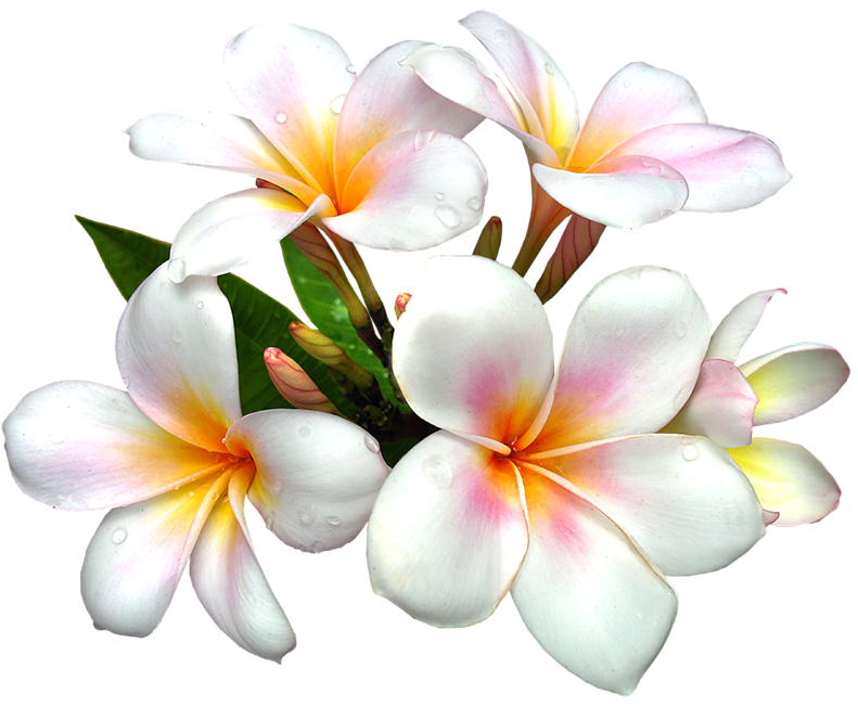 Bayberry White Nature Jacaranda Freesia PNG