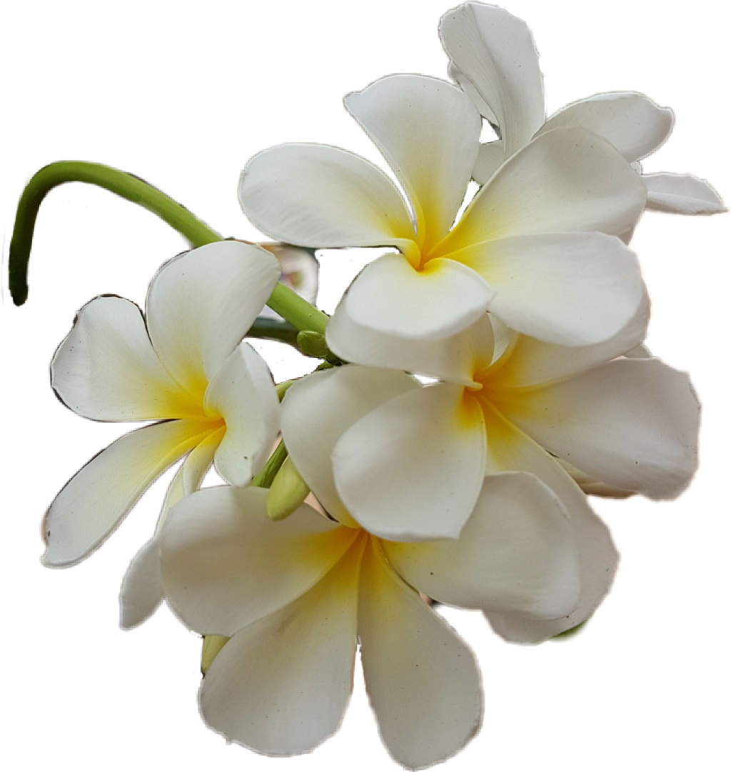 Flower Freesia Honeysuckles Gardenias Hibiscus PNG
