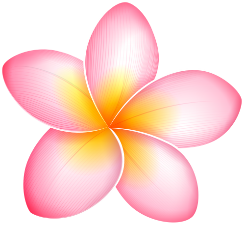 Verbenas Pink Nature Gardenias Vector PNG