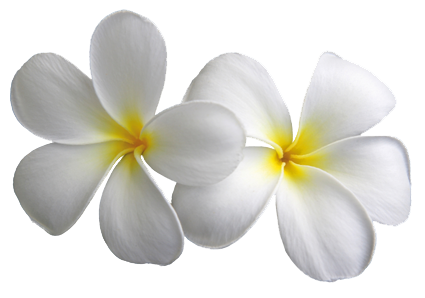 Sun Relax Plumeria Food Bayberry PNG