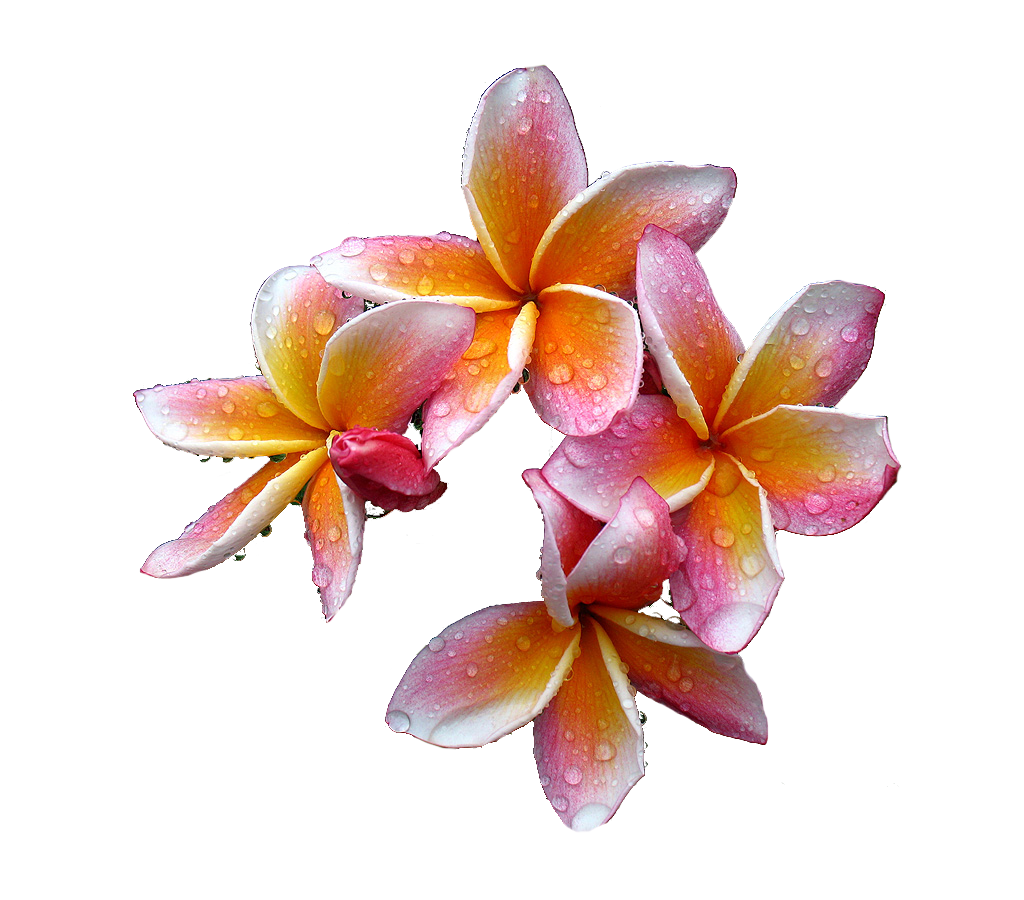 Film Mountains Baby Plumeria Sun PNG