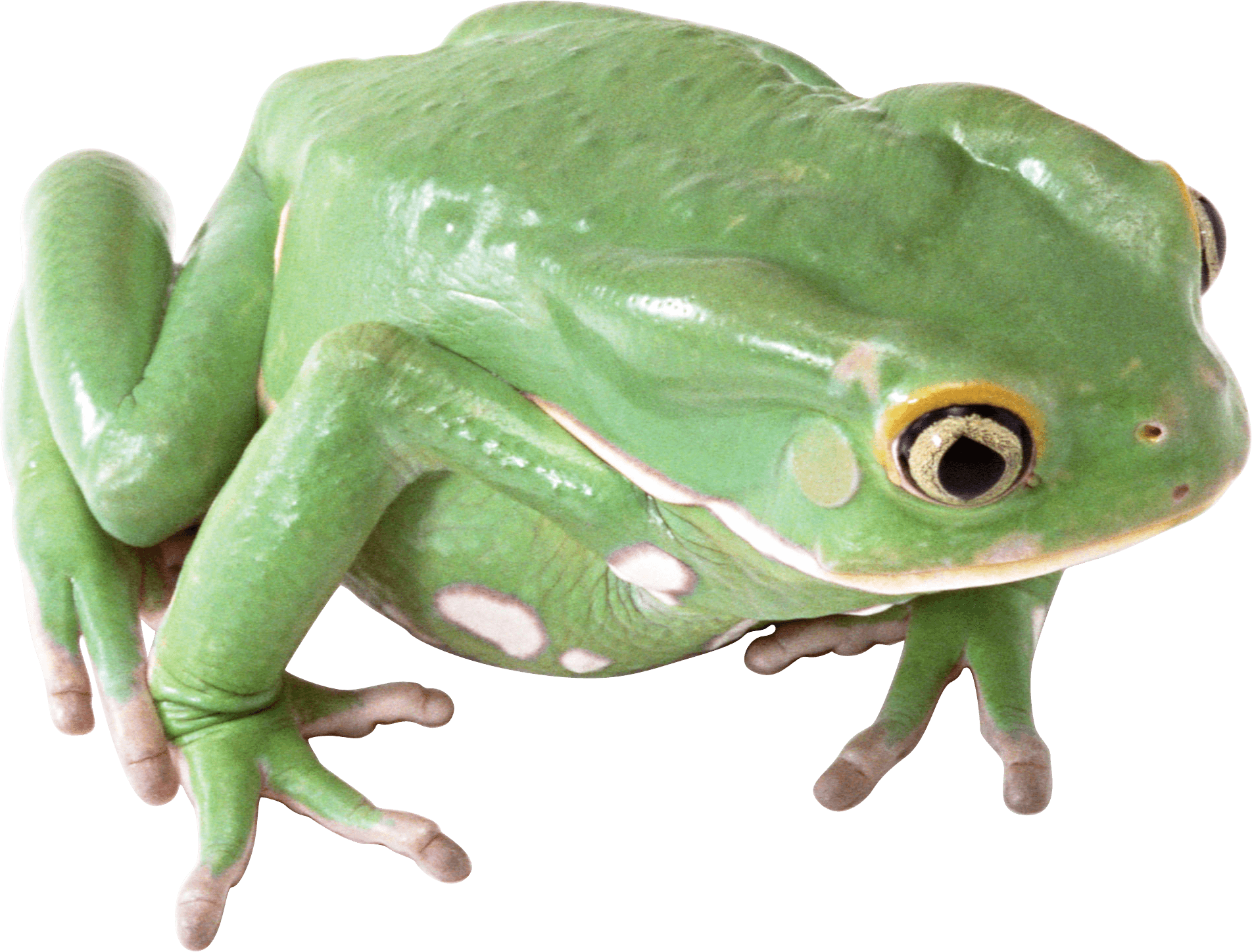 Toad Animals Frog Monkey Bullfrog PNG