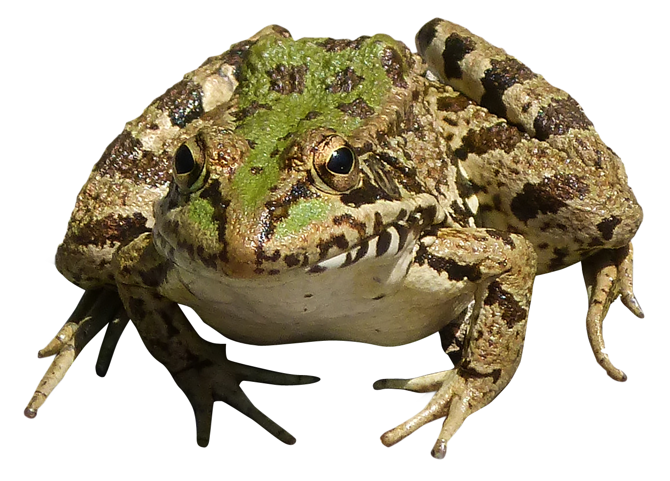 Leopard Chat Possum Frog French PNG