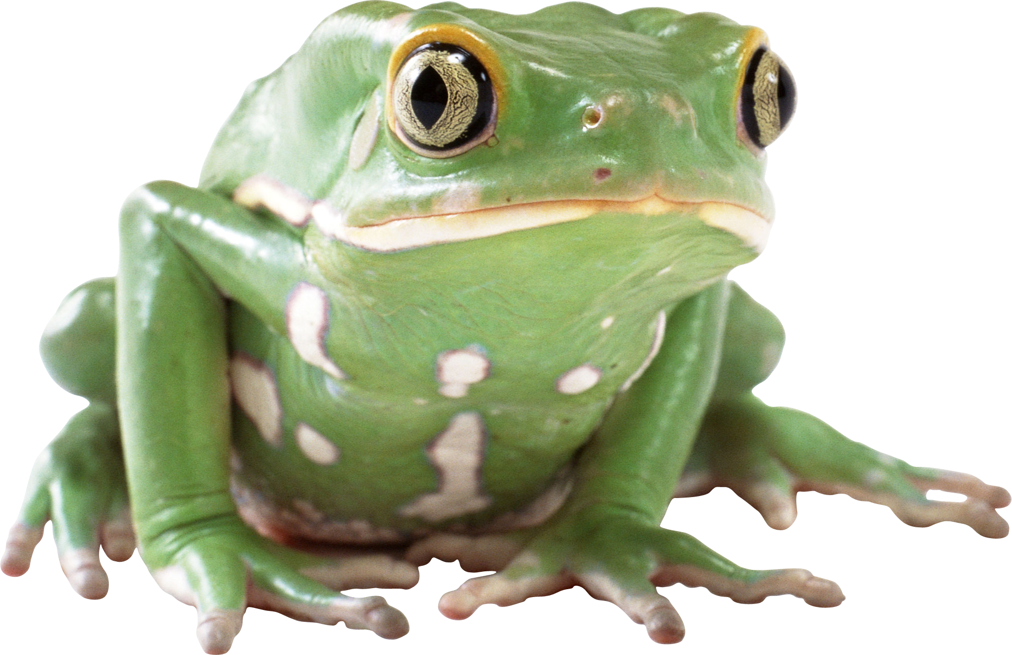 Frog Animals Amphibian Quality Tortoise PNG