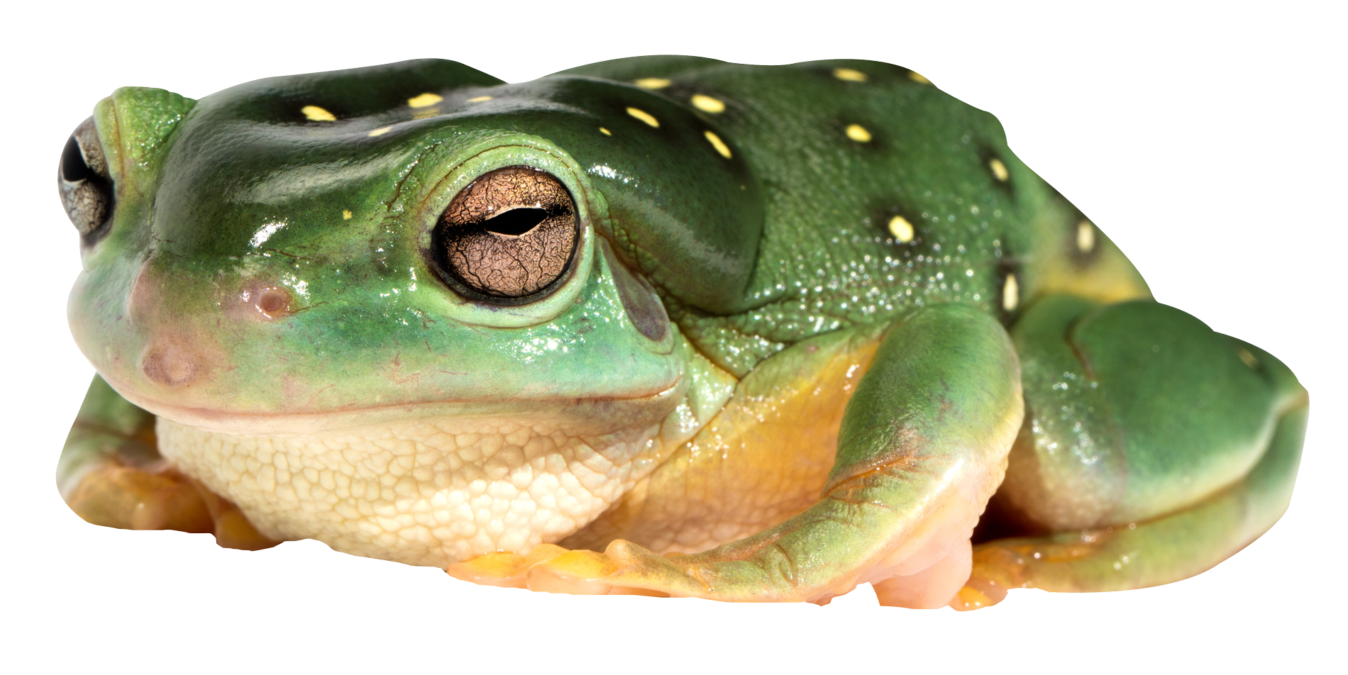 Frog Animals Finch Lizard Toad PNG