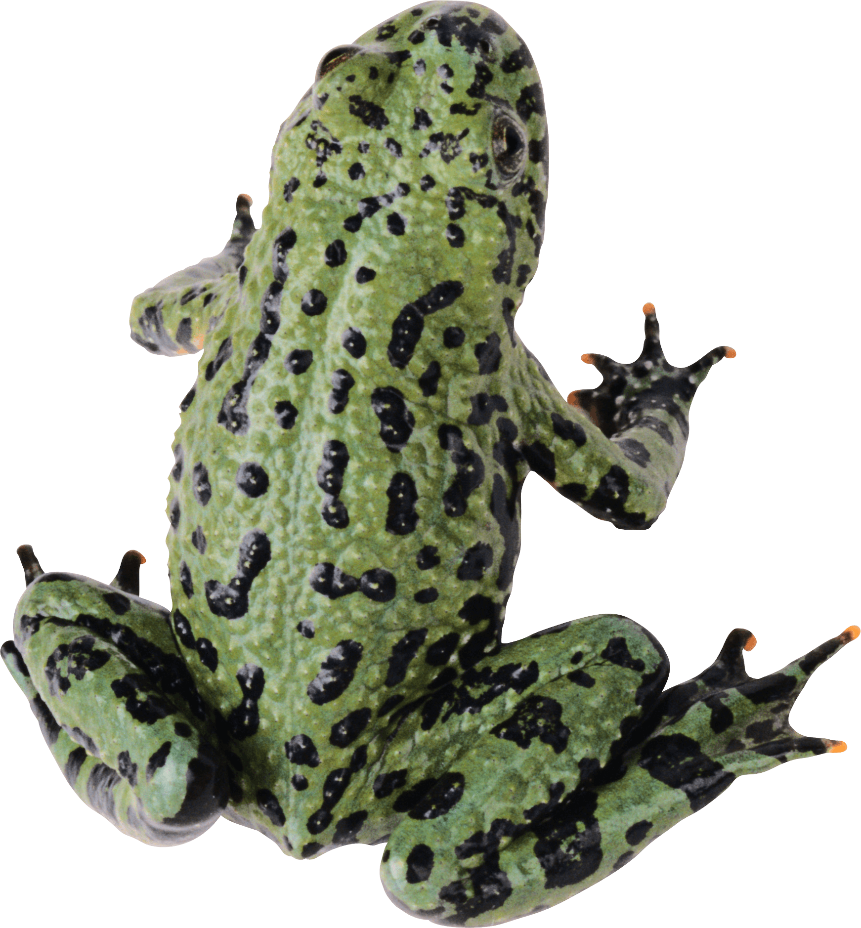 Green Ecology Amphibian Cold Tin PNG