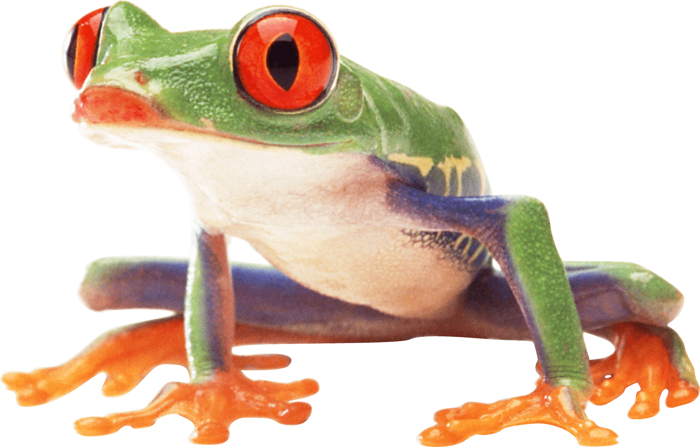 Kitty Toad Hurry Spade Fauna PNG