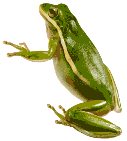 Ecology Green Awesome American Frog PNG