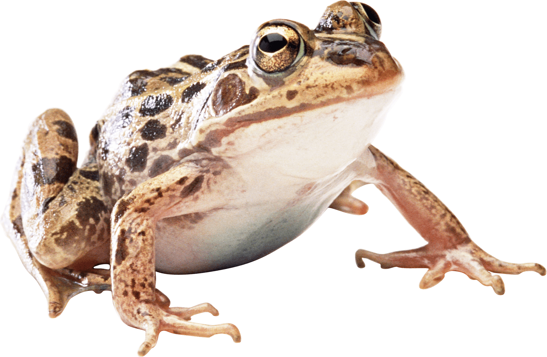 Kittens Snail Toad Leopard Frog PNG