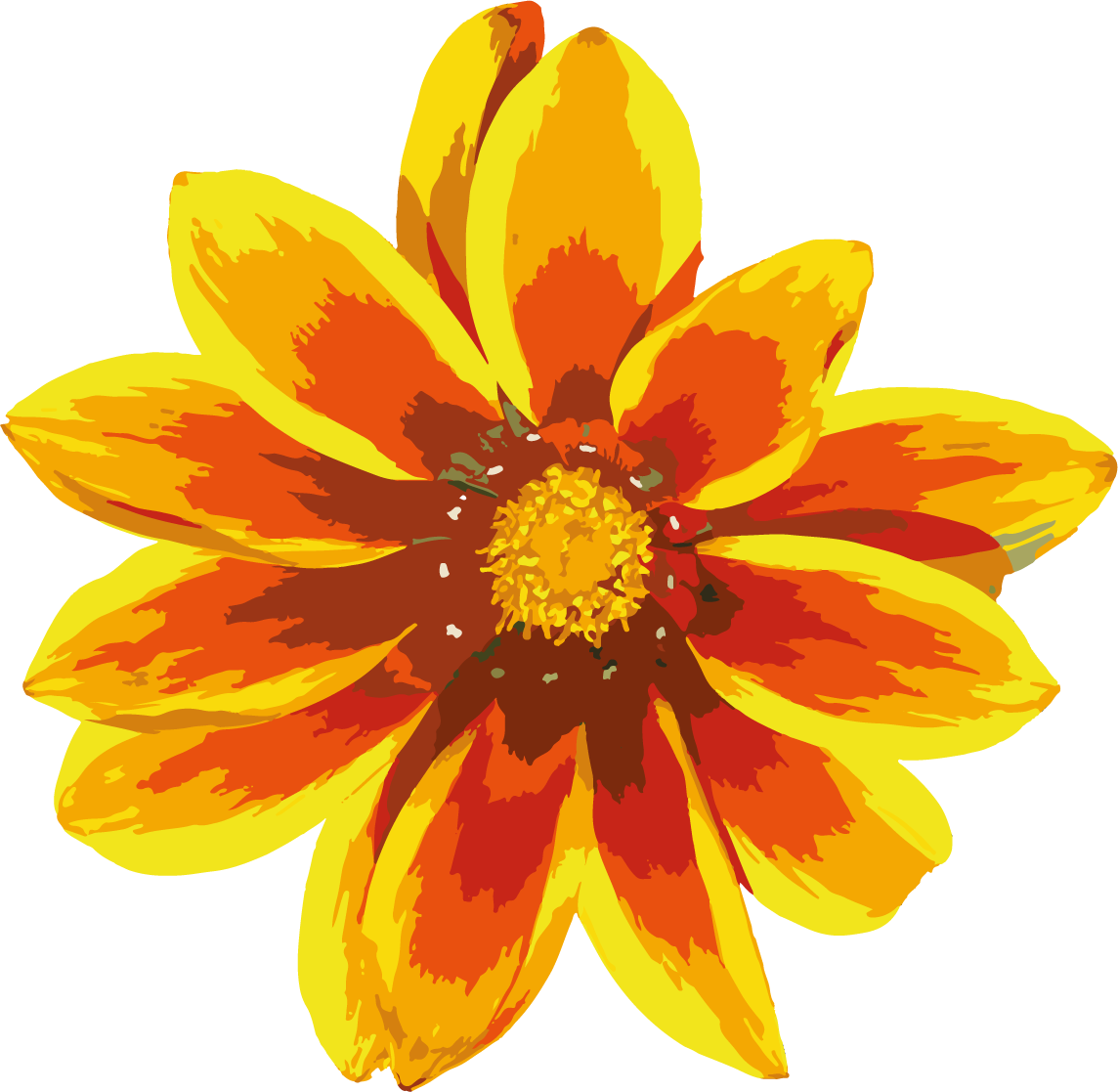 Saxifrage Gazania Sunrise Milk Eye PNG