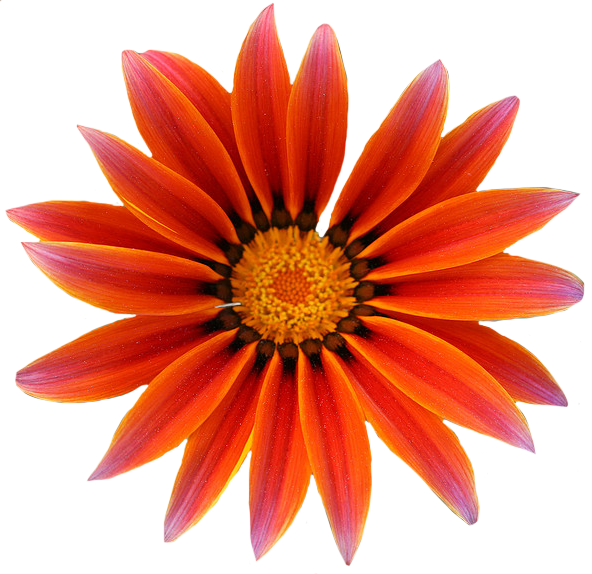 Gazania Weather Summer Action PNG