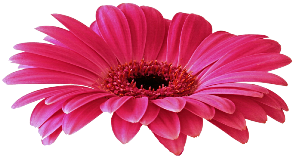 Pop Photography Gerbera Cool Love PNG