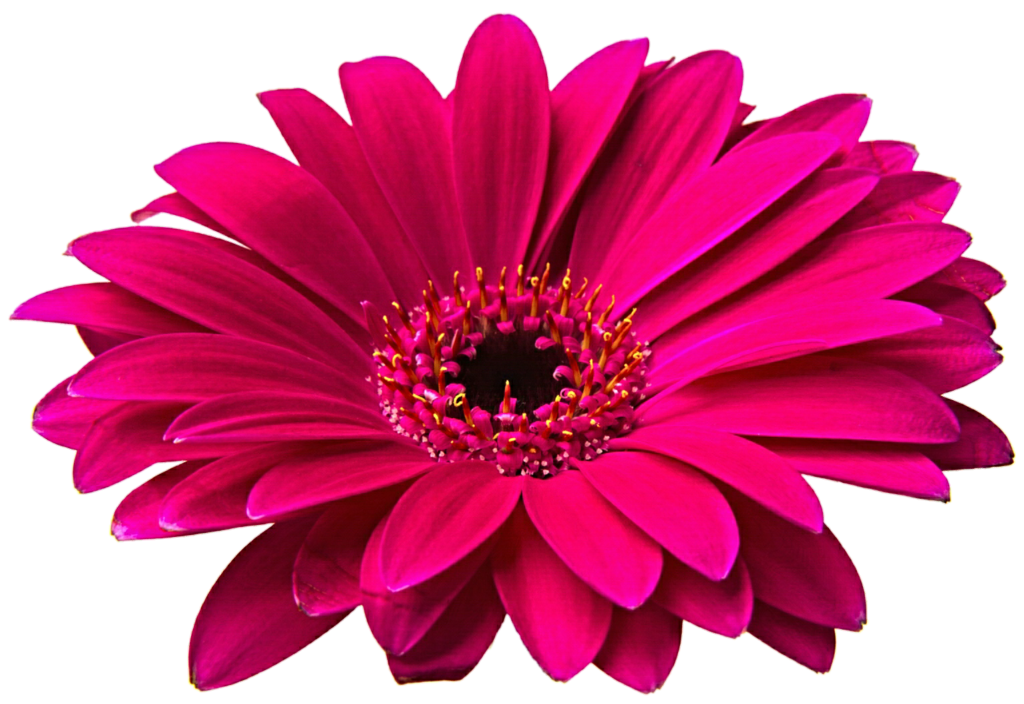 Face Gerbera Backgrounds Milk PNG