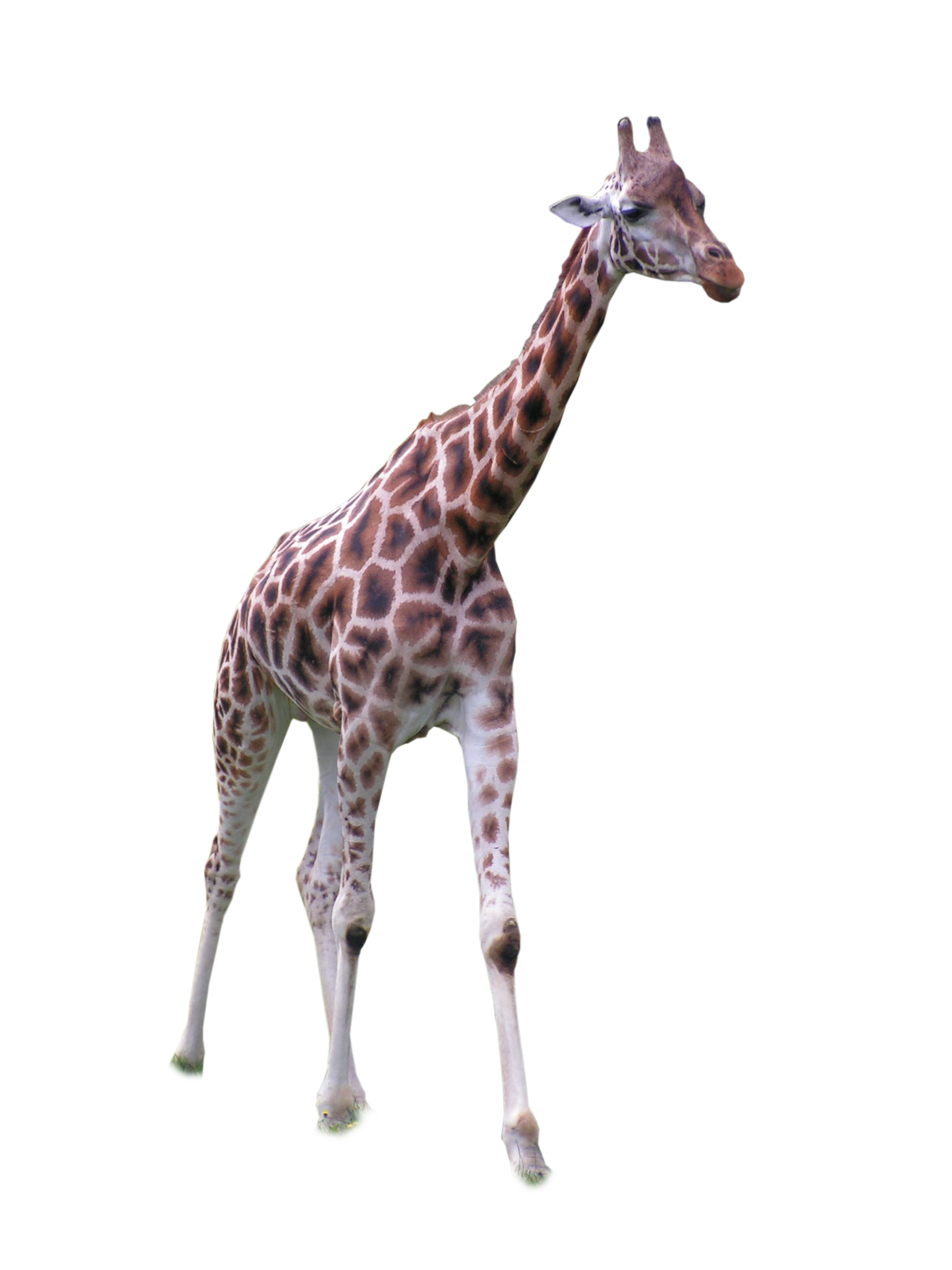 Zebra Monkey File Giraffe Animals PNG