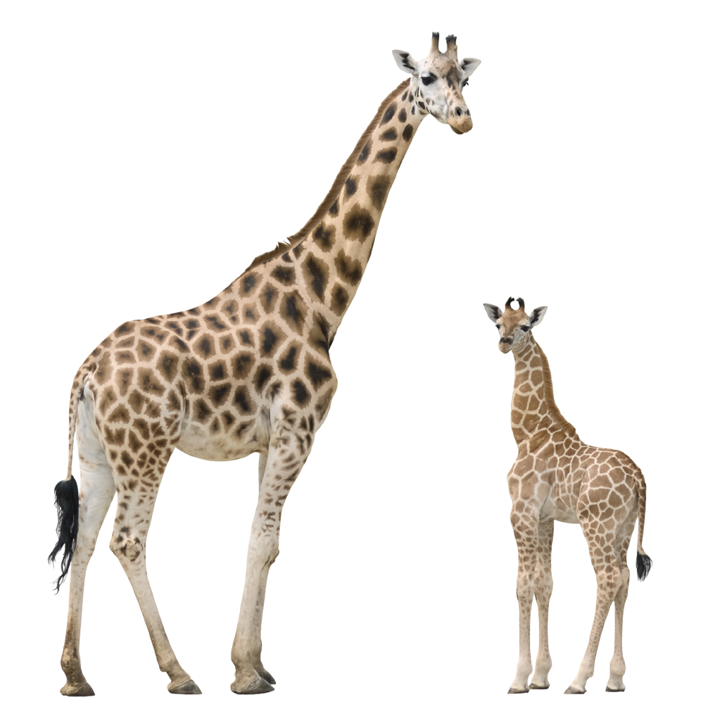 Antelope Giraffe Hyena Dinosaur Animals PNG