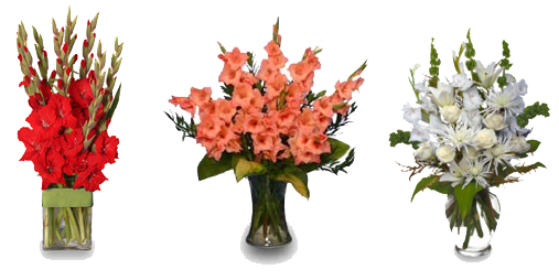 Gladiolus Gladiola Begonia Animal Cat PNG