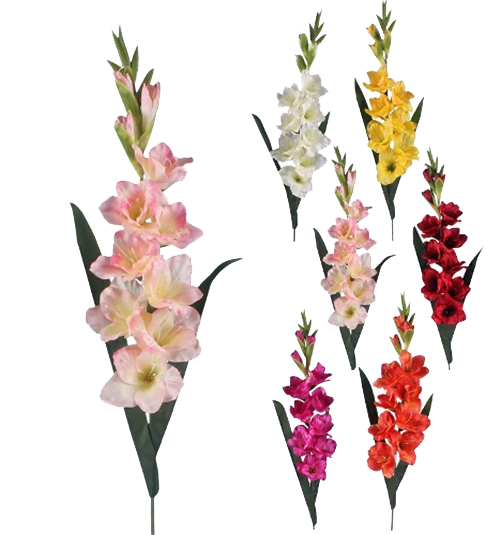 Dusk Nature Verbenas Pretty Gladiolus PNG