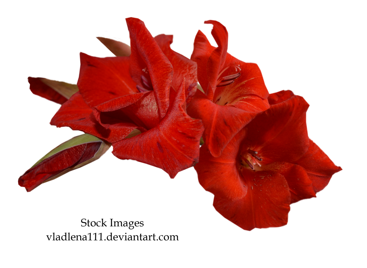Dahlia Flower Gladiolus Delphinium Backgrounds PNG