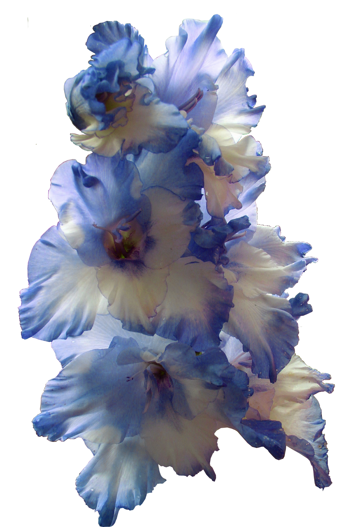 Life Gladiola Blue Begonia Gladiolus PNG