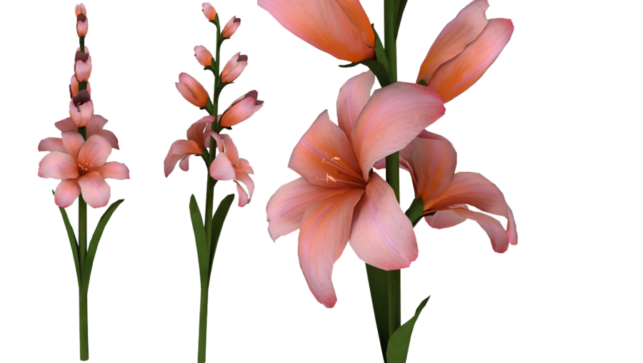Relax Sunset Marry Day Gladiolus PNG