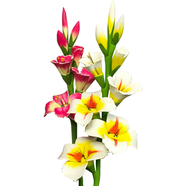 Twilight Gladiolus Gladiola Chrysanthemum Art PNG