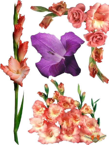 Milk Gladiolus Pop Backgrounds Drawings PNG
