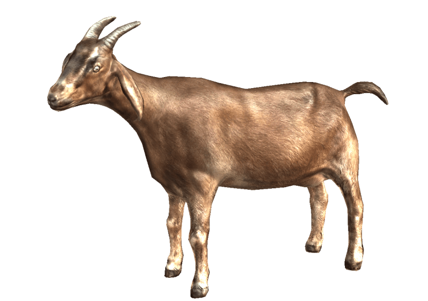 Calves Beard Goat Animals Rooster PNG