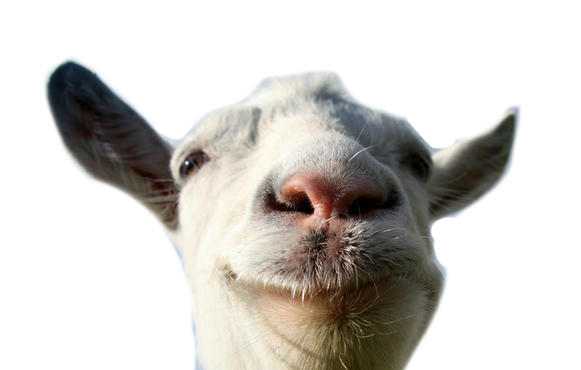 Sheepdog Nanny Laughingstock Mutton Cowherd PNG