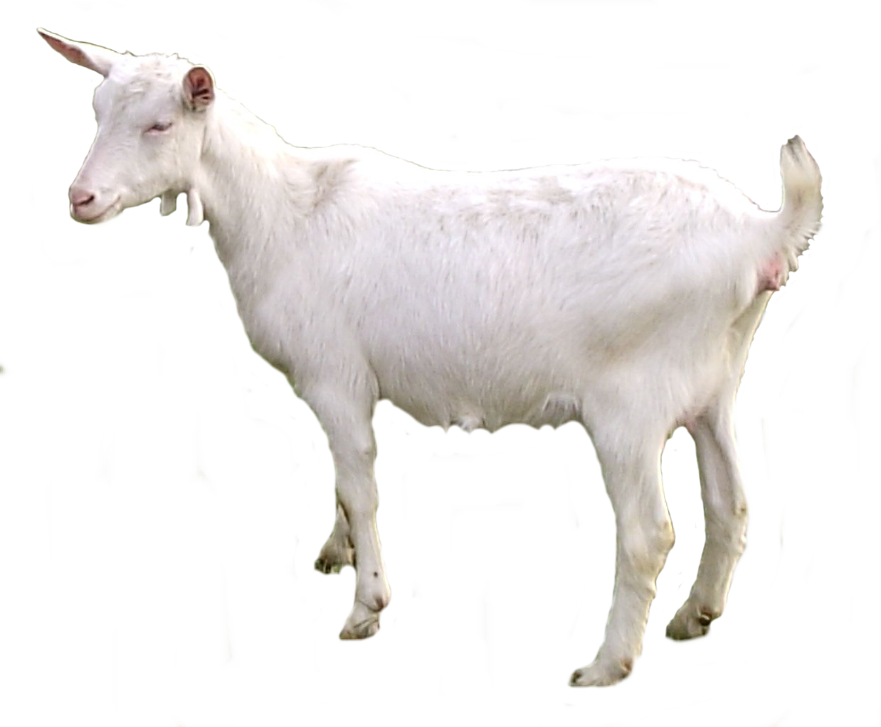 Sheep Bovine Goat Animals Heifer PNG